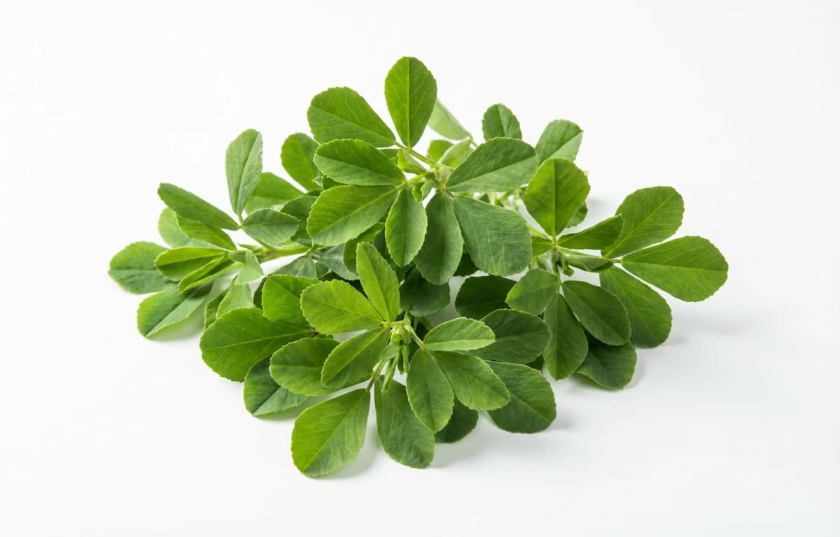 Fresh Fenugreek Leaves
