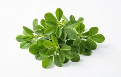 Fresh Fenugreek Leaves